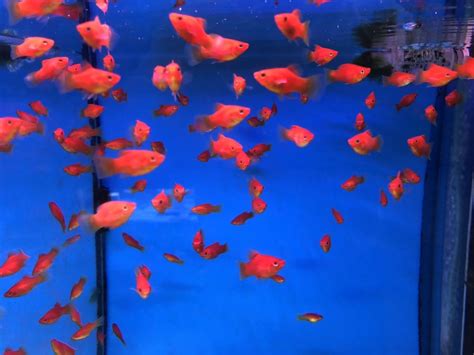 東堤小築風水 紅球魚混養